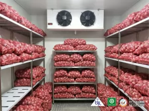 Manfaat Cold Storage untuk Simpan Bawang Merah